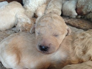 Male Cream standard Poodle puppies for sale By an Iowa Poodle Breeder|Born February 20th 2013|Ready April 2013|Iowa Poodle Breeders